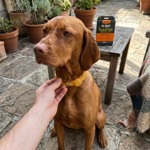 Flea & Tick Dog Collar, Medium-Sized Dogs: 16-40 lbs