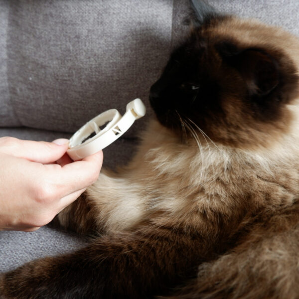 Calming Collar for Cats