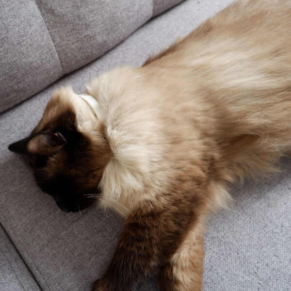 Calming Collar for Cats
