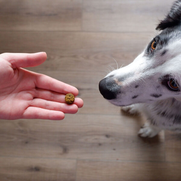 Skin & Coat Chews for Dogs
