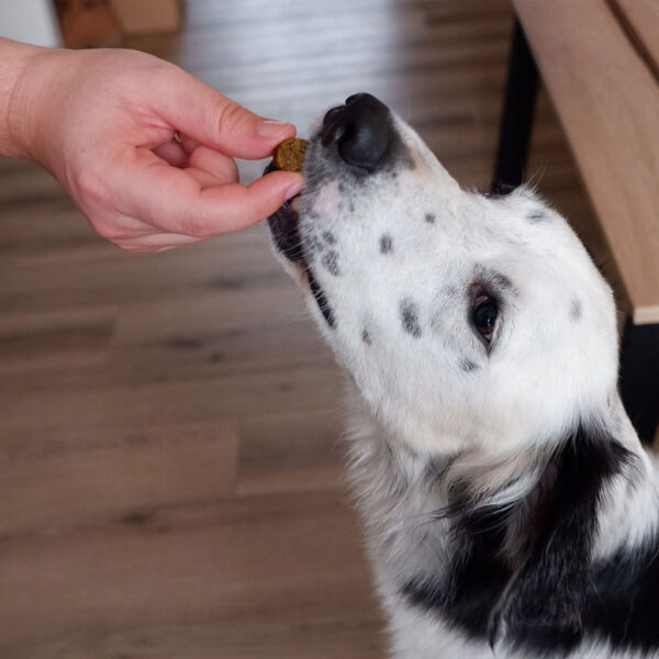 Skin & Coat Chews for Dogs