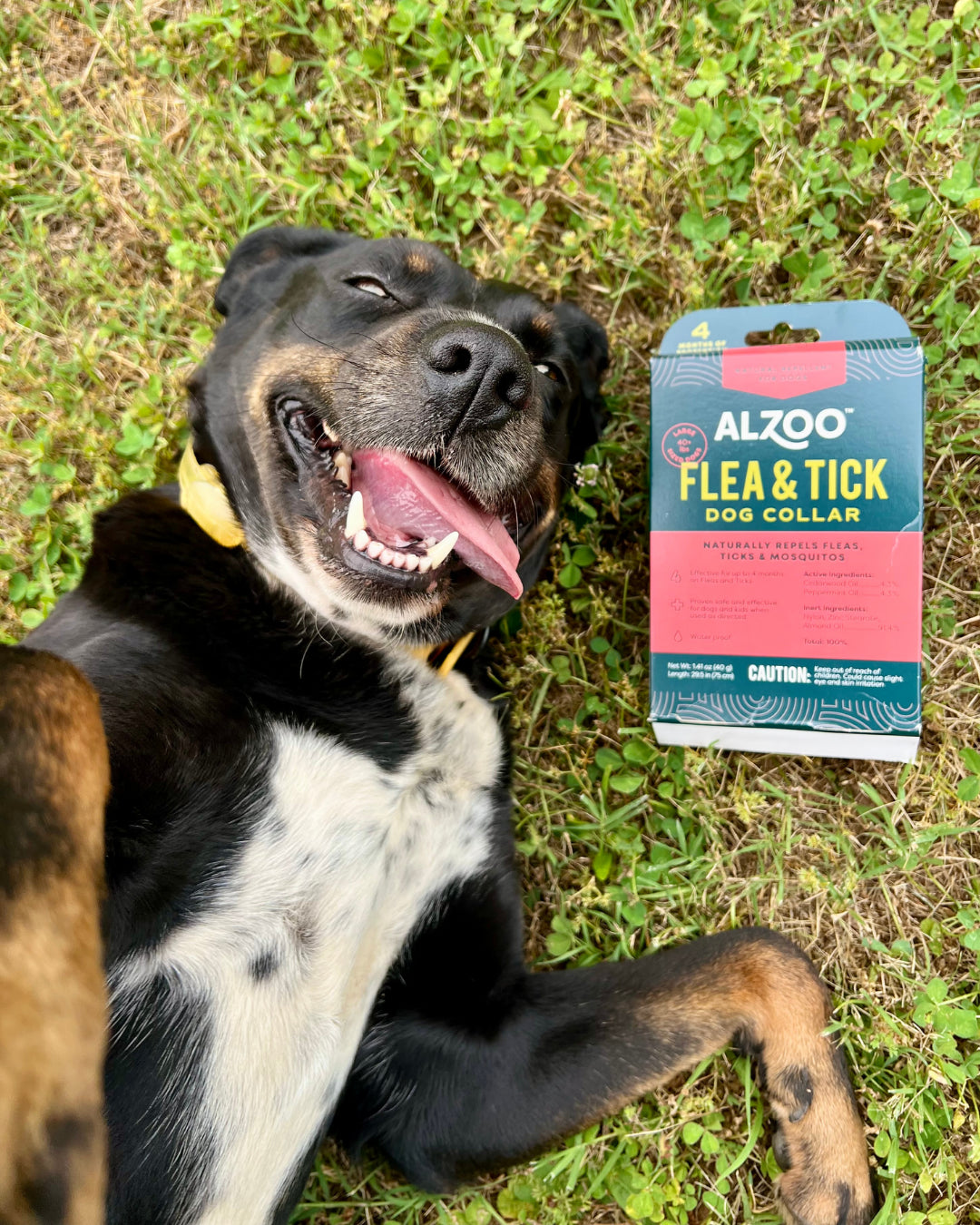 Plant Based Flea & Tick Dog Collar, Large-Sized: 40+ lbs Pack of 2