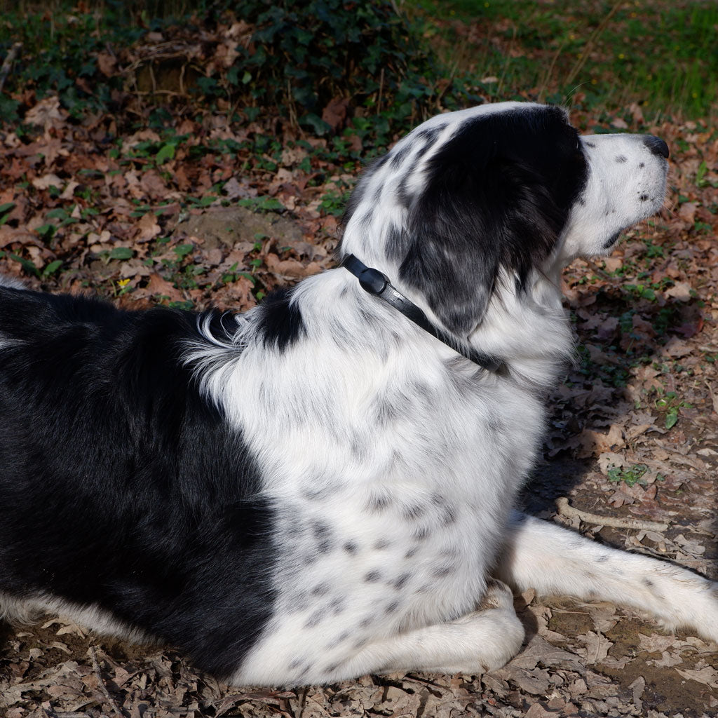 Mobility Collar for Dogs